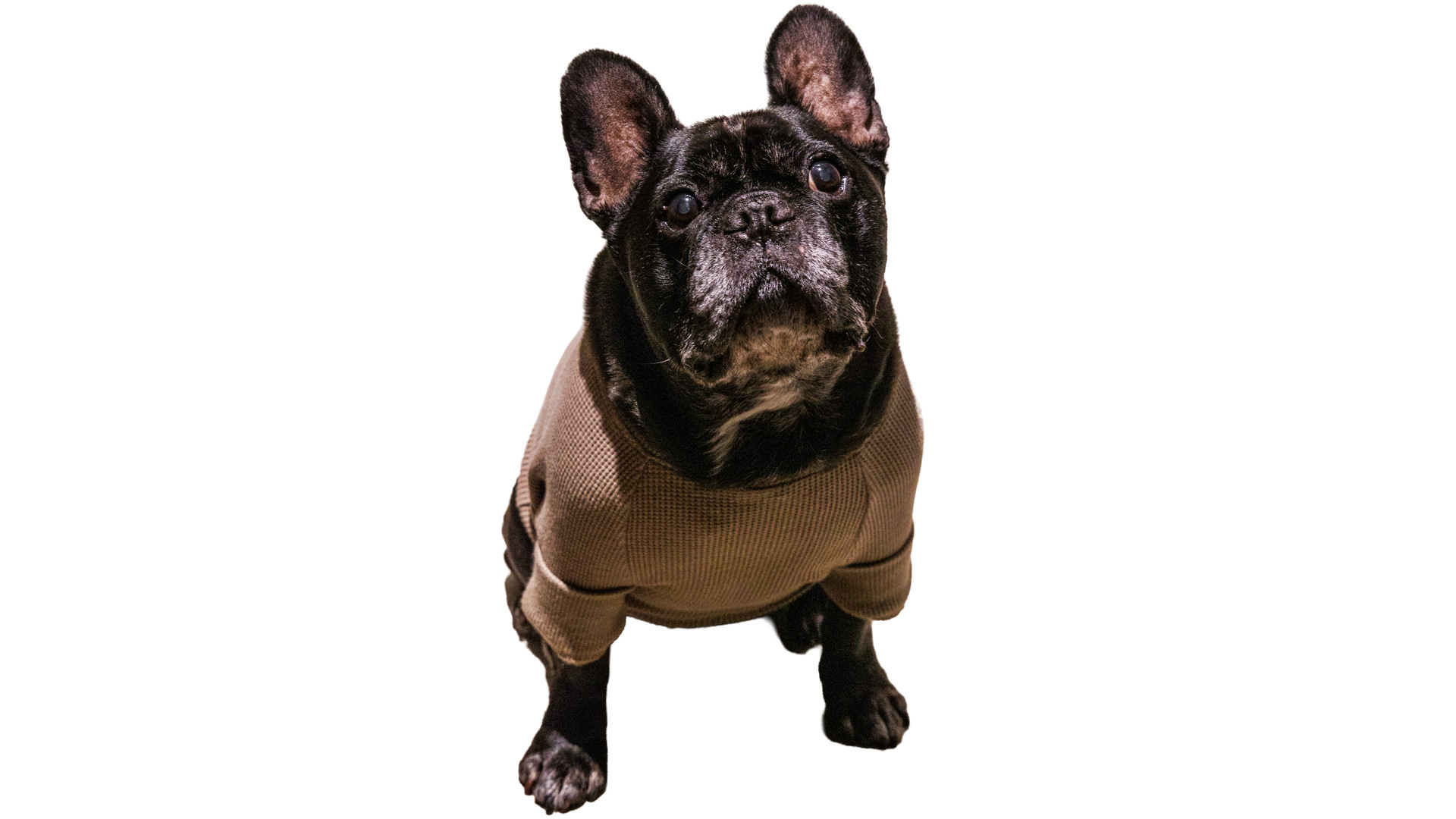 『I.N.U.飯田橋』：看板犬のコタツさん